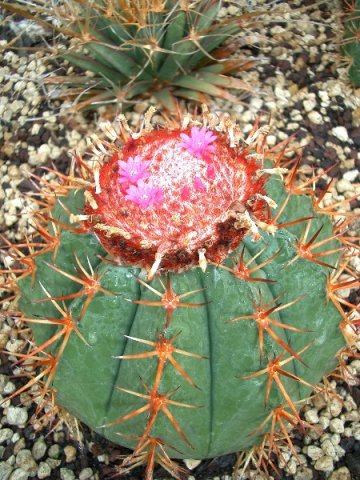 Melocactus_intortus